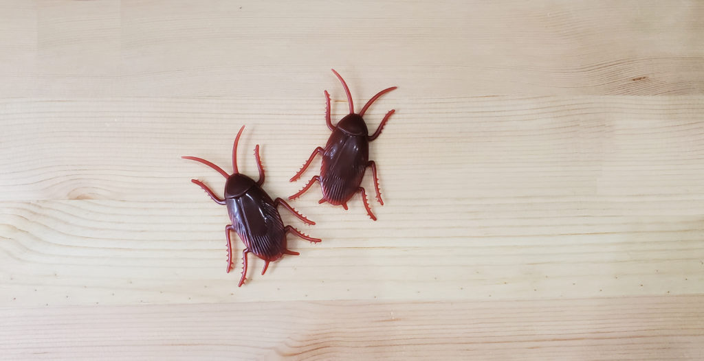 ゴキブリが活発になる季節