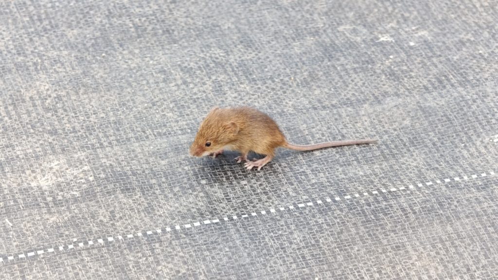 ネズミ