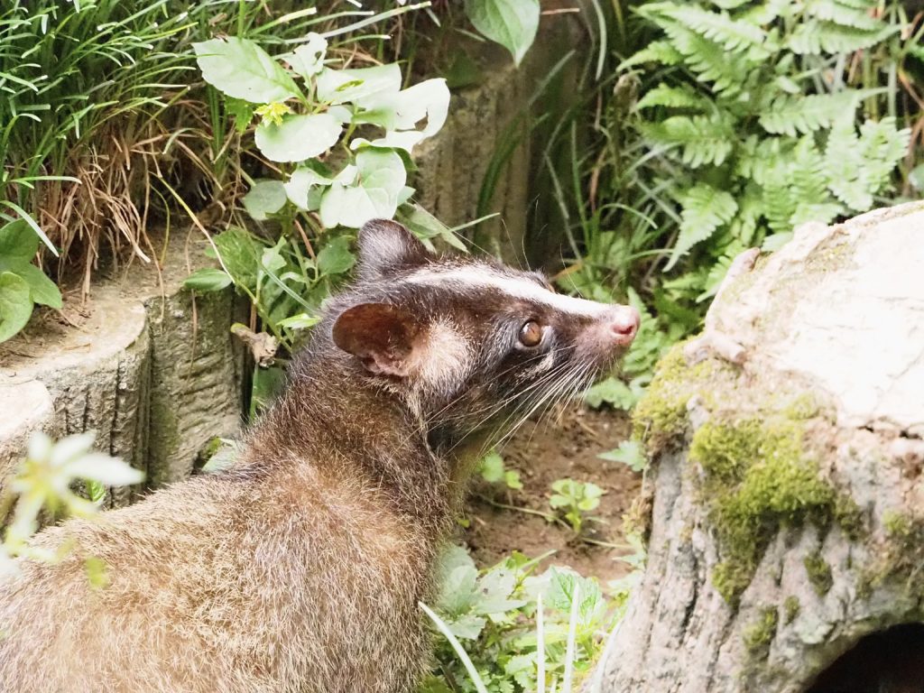 ハクビシンとはどんな動物か？
