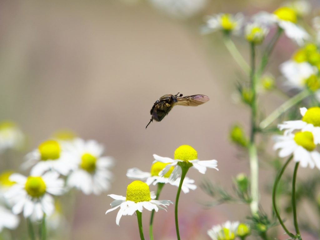 コアオハナムグリ飛んでる