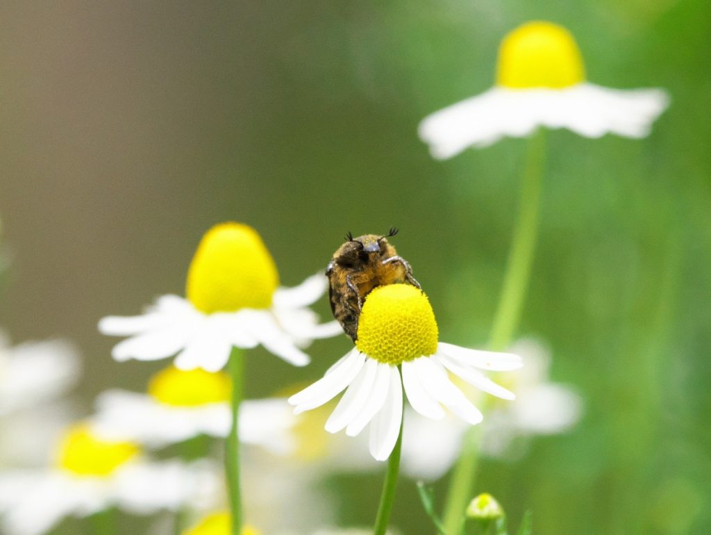 コアオハナムグリ休憩中